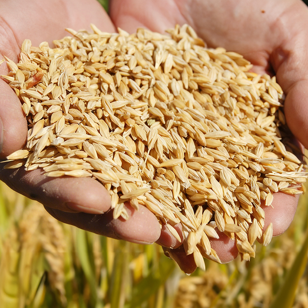 Whole grain oats ingredient for global sourcing